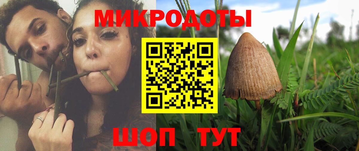 Галлюциногенные грибы Psilocybe Дмитров